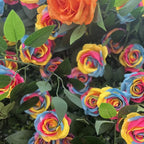 Ultimate Rainbow Rose Premium Flower Wall - 007