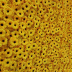 Wild Sunflower Premium Flower Wall - 094