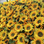 Premium Yellow Sunflower Flower Wall - 089