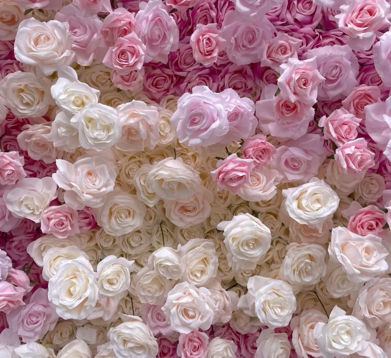 Light Pink Cream Premium Rose Flower Wall - 099