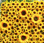 Deluxe Yellow Sunflower Wall - 090