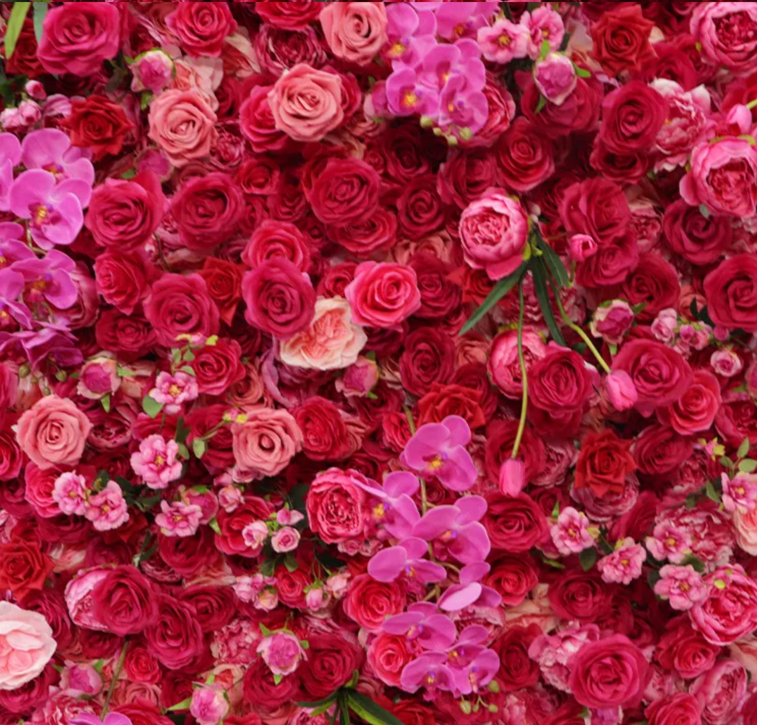 Watermelon Fuchsia Premium Rose Flower Wall - 117